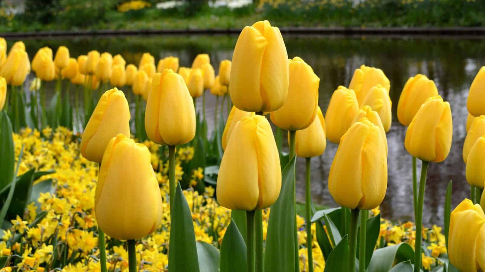 Apeldoorn Golden Tulips