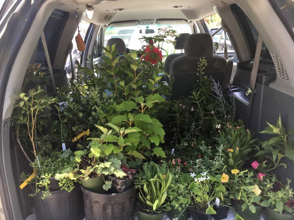 plant-starts-painters-greenhouse - Asheville Gardener