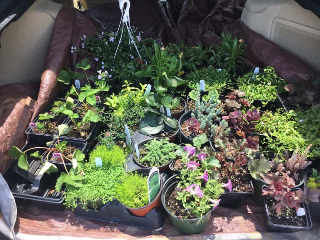 Plant-Starts from Painters Greenhouse - Asheville Gardener