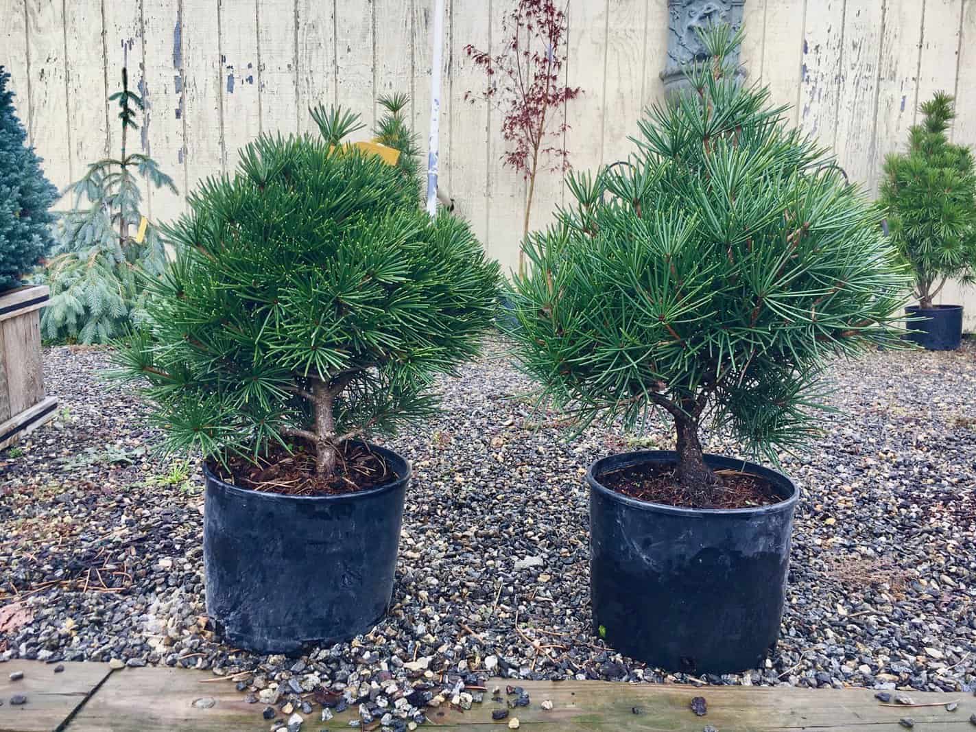 Dwarf Umbrella Pines from Reems Creek - AshevilleGardener.com