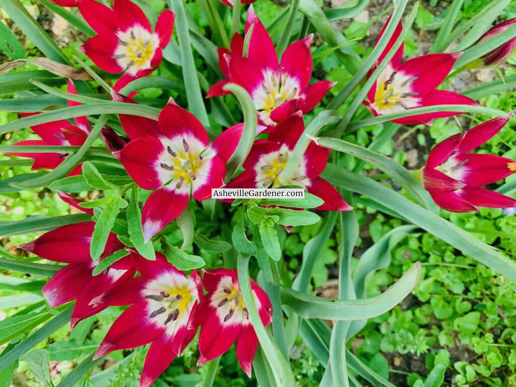 little-princess-botanical tulip-april-ashevillegardener.com
