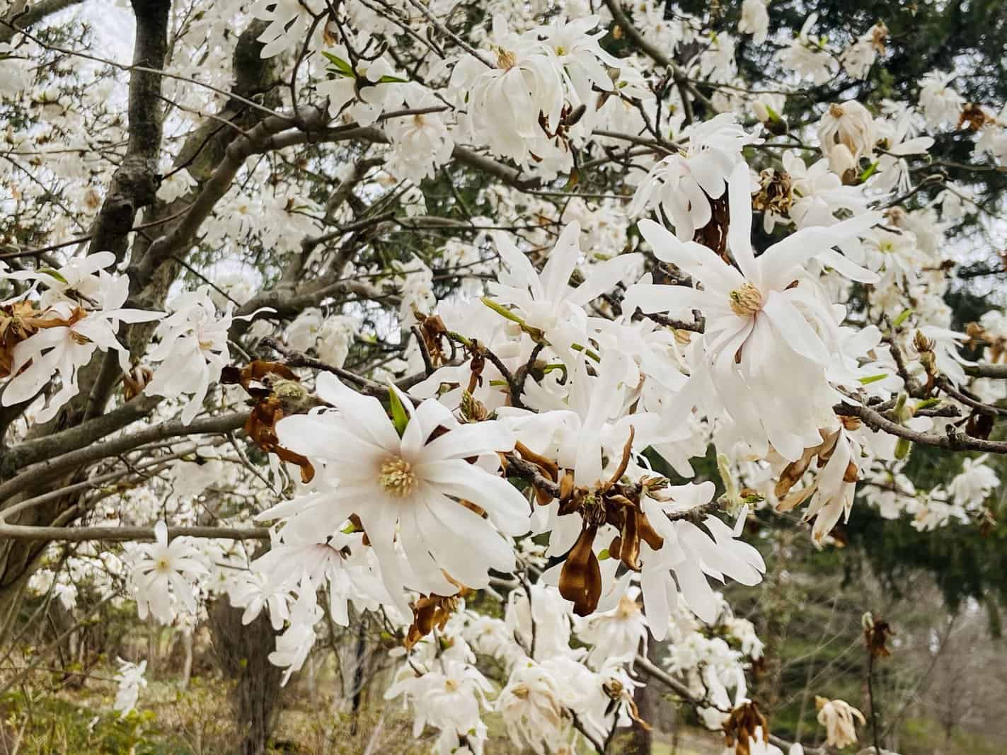 Pink Tulip Magnolia and White Star Magnolia 