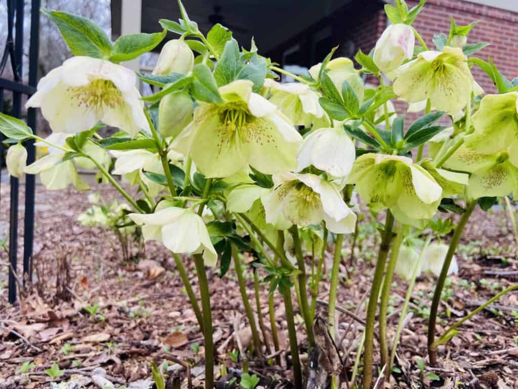 Hellebores in my garden