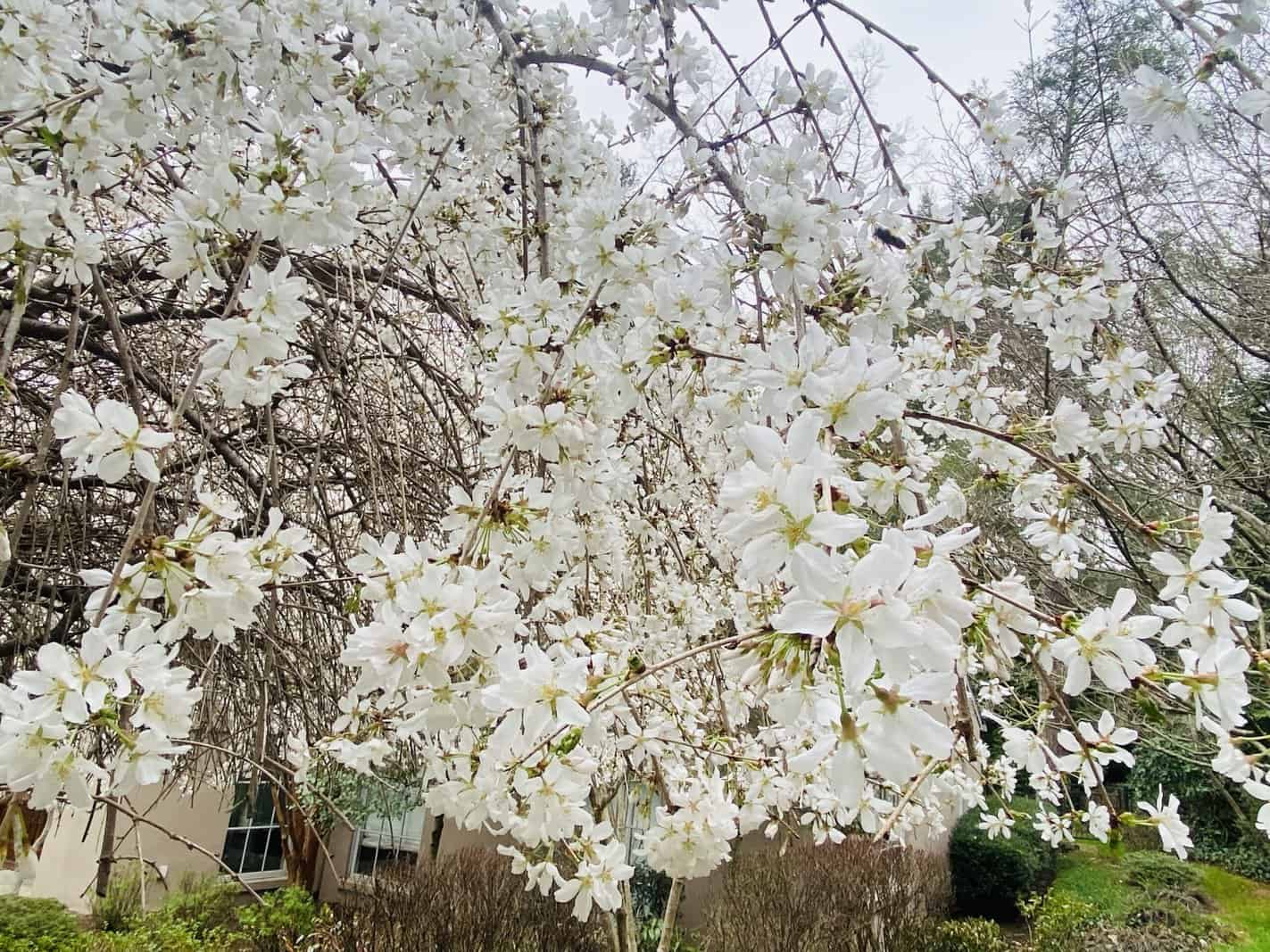 White star magnolia in bloom