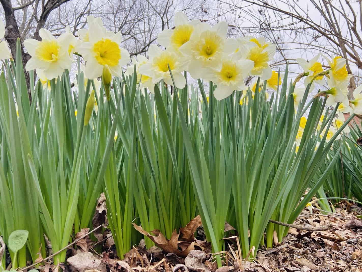 daffodils