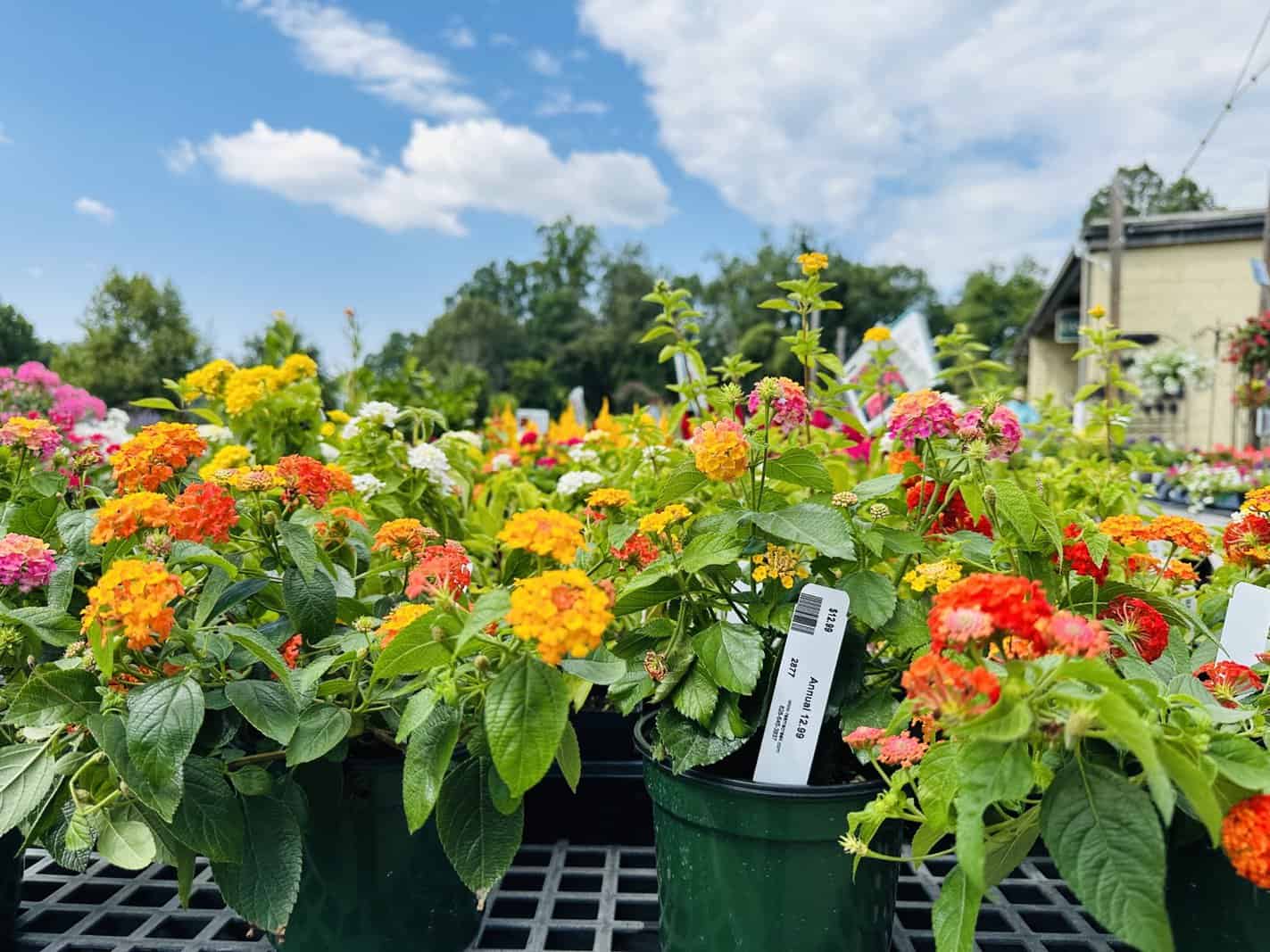 reems creek nursery summer sale