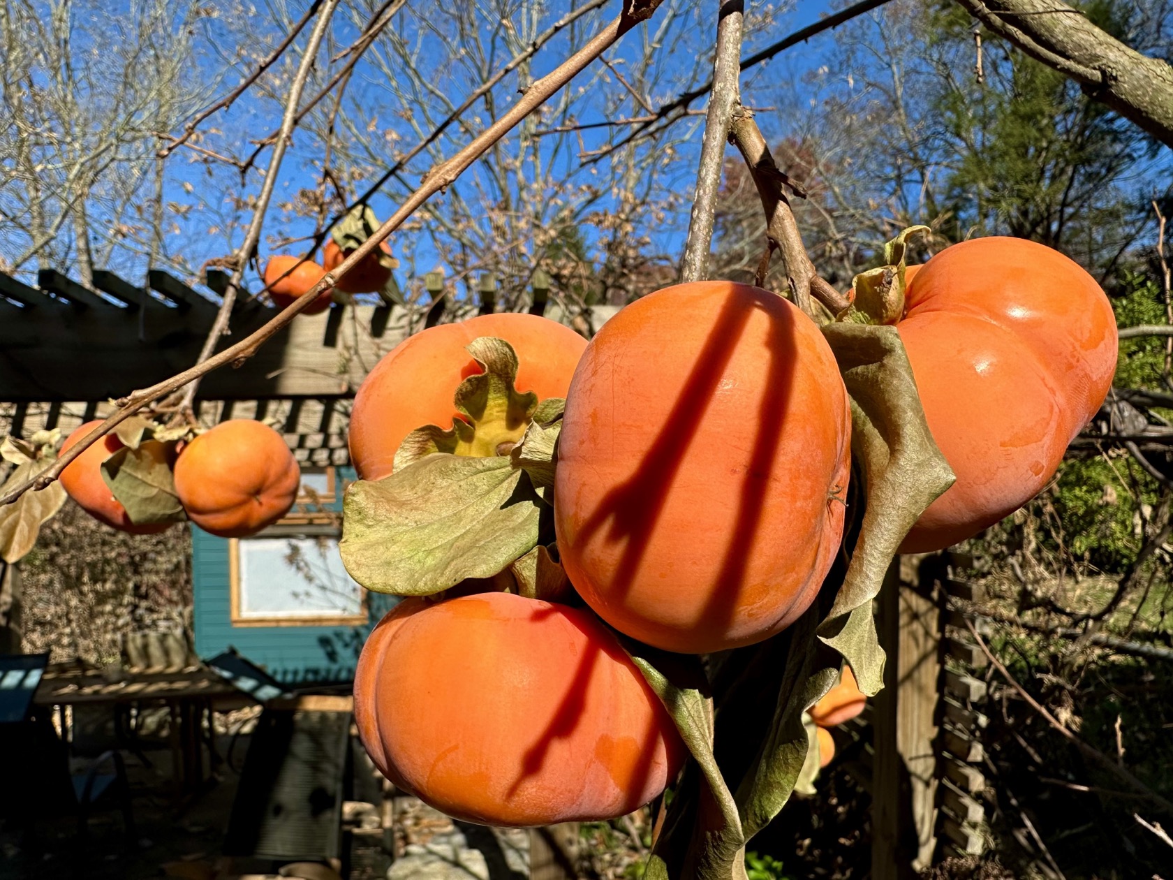 fuyu persimmon tree in winter - ashevillegardener NC