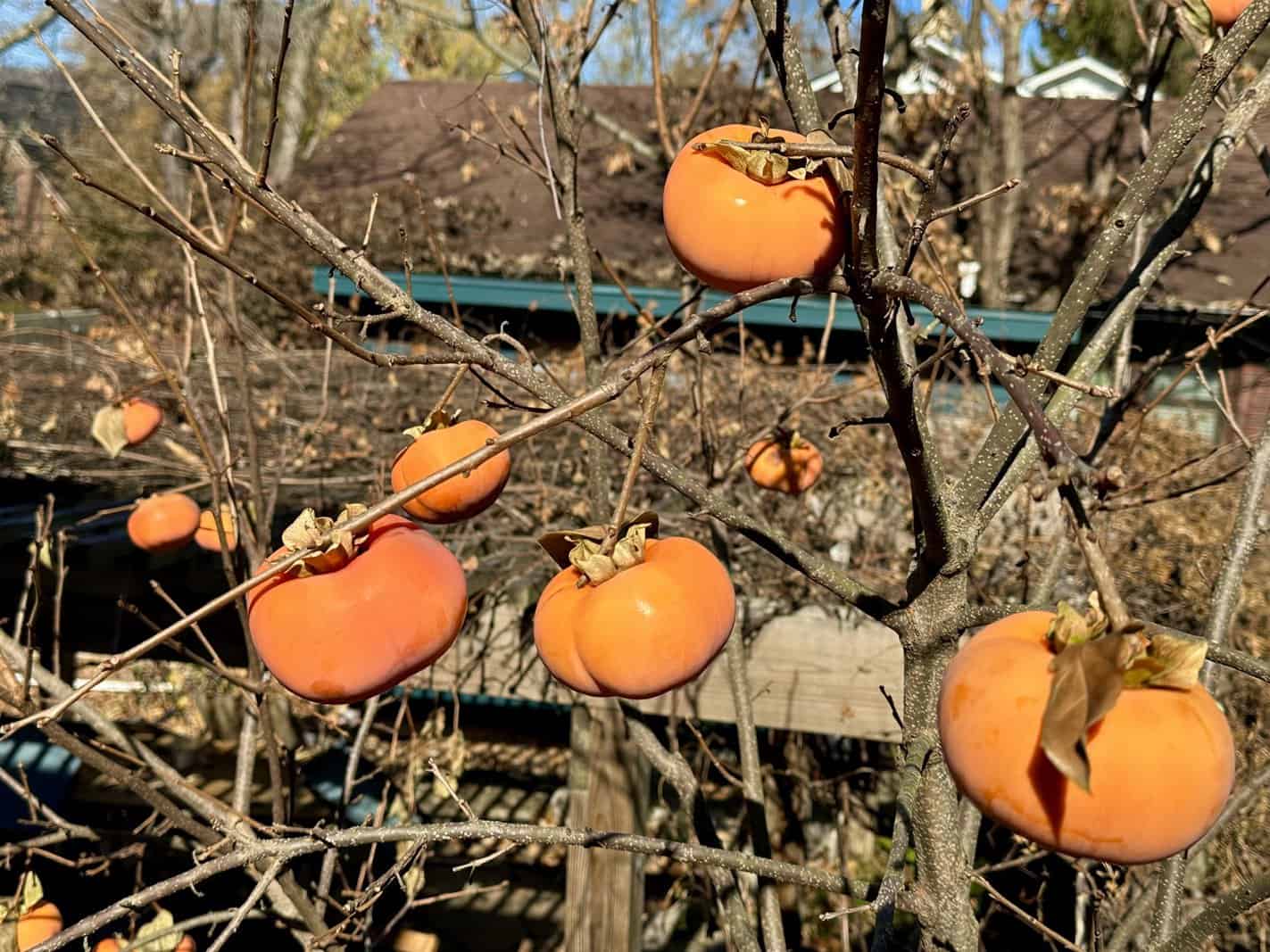 fuyu persimmon tree in winter - ashevillegardener NC
