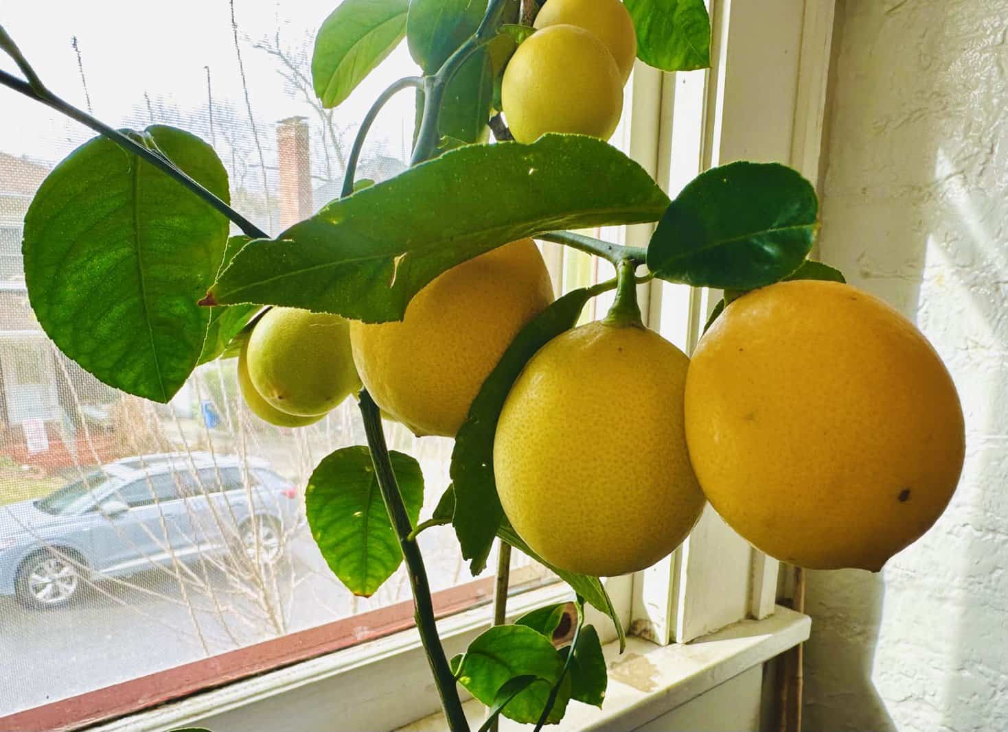 Meyer lemon growing in the winter window